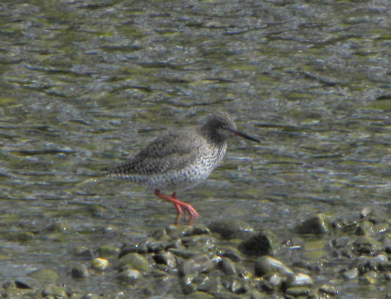 uccello limicolo da identificare